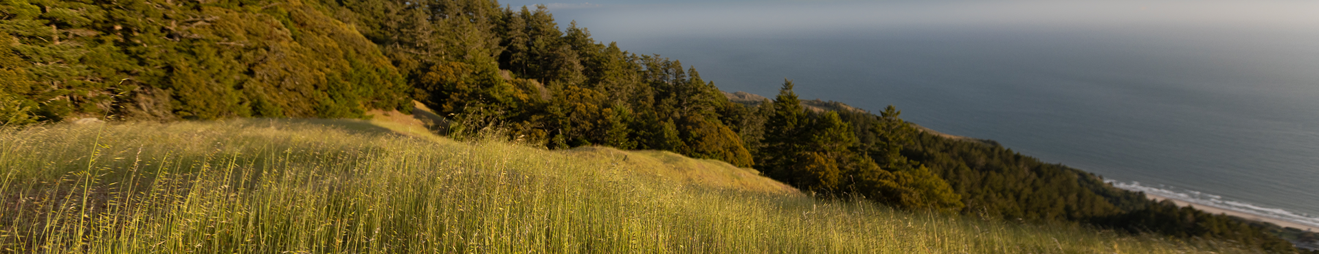 Sustainability Is Good for Business: Executive Playbook